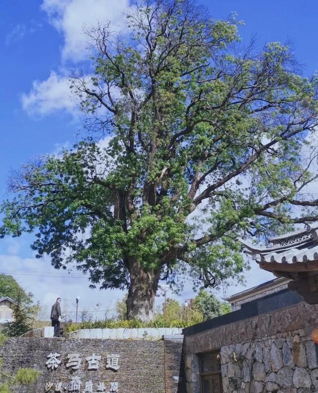 古茶马古道_茶马古道的历史意义英文_马古茶道是什么意思