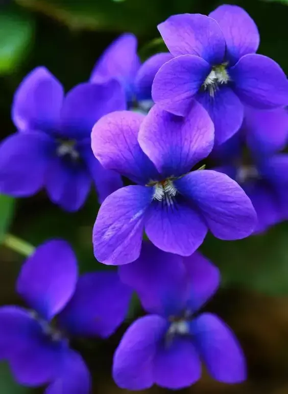 花朵花用英语怎么说_英语世界小花朵_英语花朵怎么念