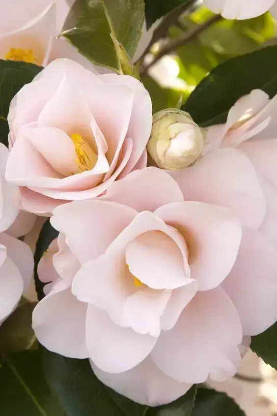 英语花朵怎么念_英语世界小花朵_花朵花用英语怎么说