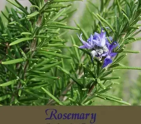 花朵花用英语怎么说_英语世界小花朵_英语花朵怎么念