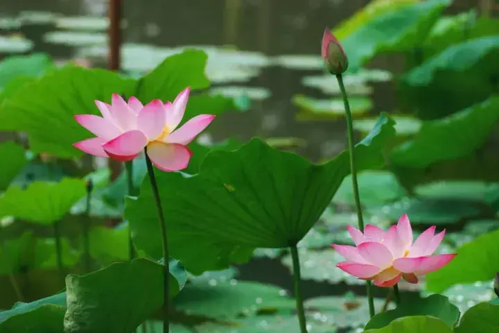 花朵花用英语怎么说_英语世界小花朵_英语花朵怎么念