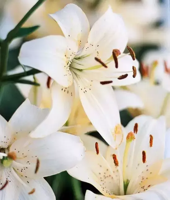 英语花朵怎么念_英语世界小花朵_花朵花用英语怎么说