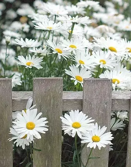 英语世界小花朵_花朵花用英语怎么说_英语花朵怎么念