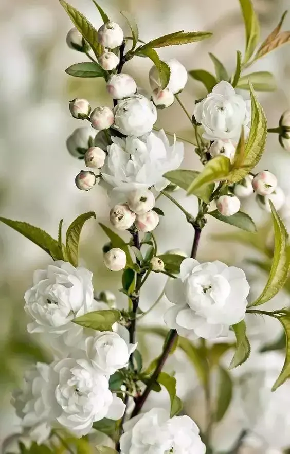 英语花朵怎么念_英语世界小花朵_花朵花用英语怎么说