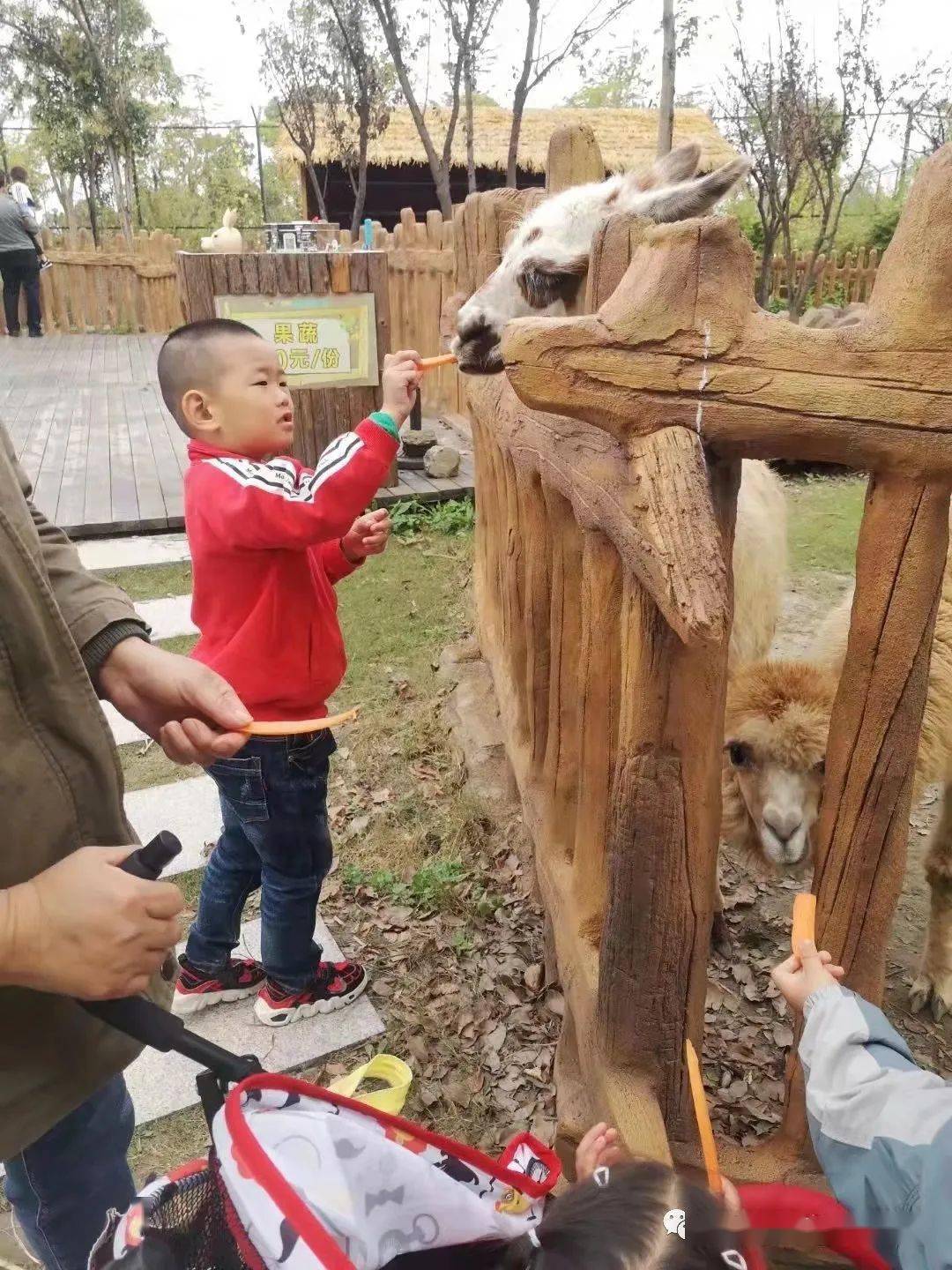 动物英语图片大全大图_动物英语图画卡通画_幼儿英语动物大世界图片