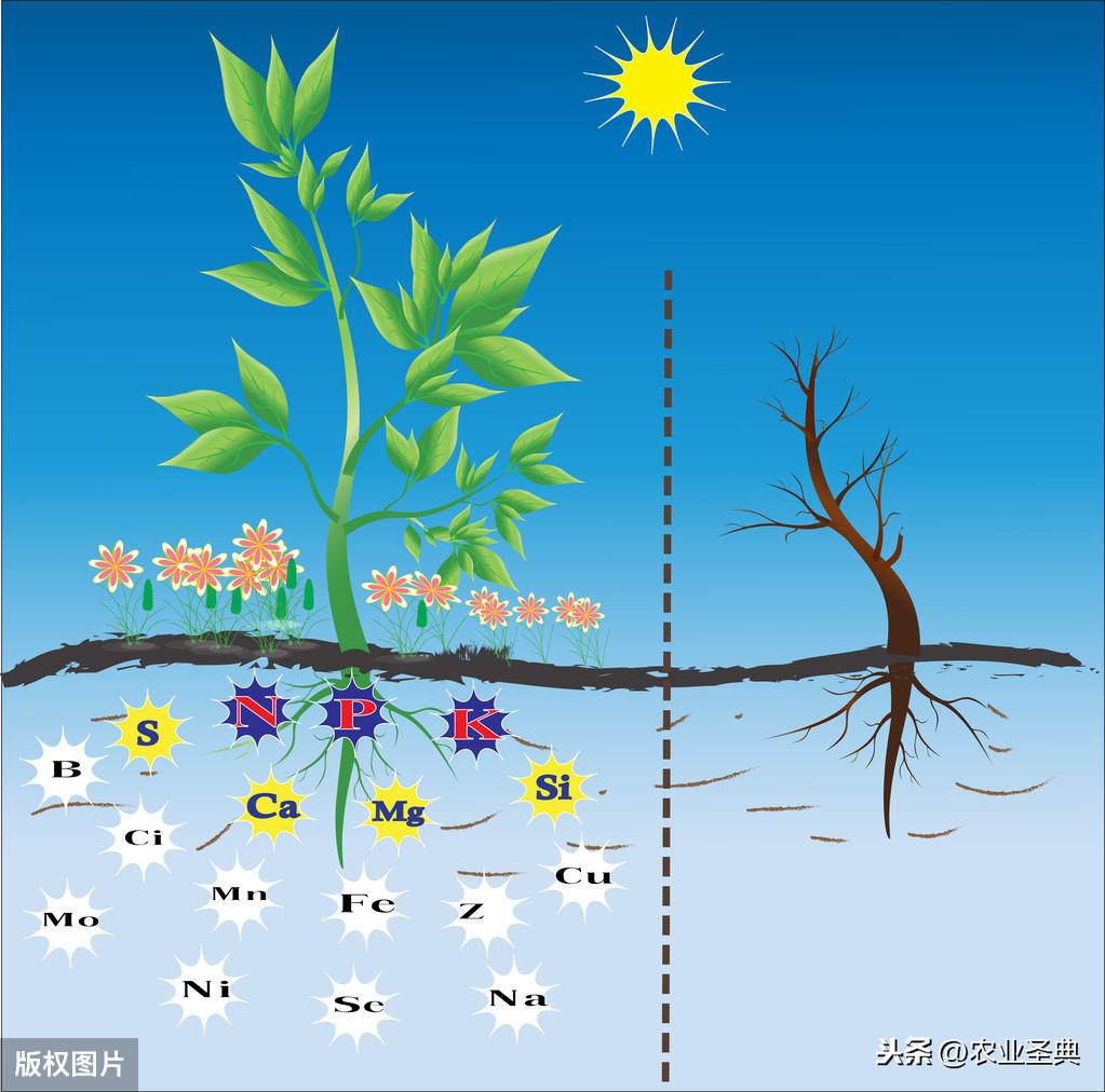 种植物的英语作文_种植物的作用英语_种植物英语作用怎么说