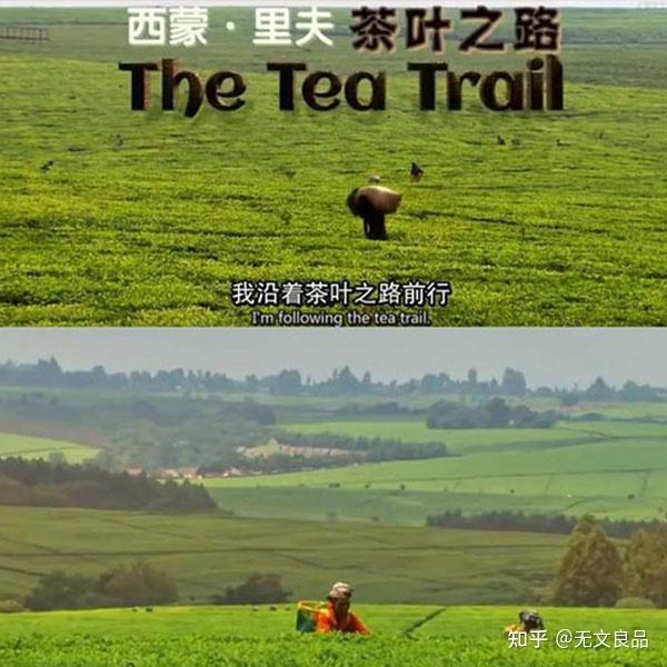 茶的历史文化英文_茶历史的英文_用英文介绍茶文化的历史