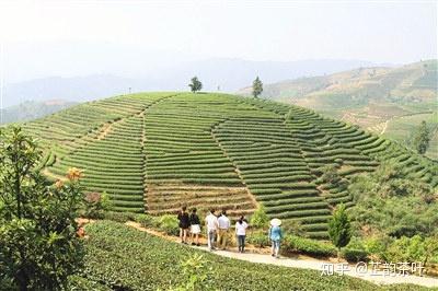 英文茶的来历_茶历史文化英语介绍_茶的历史文化英文